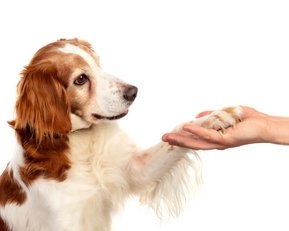 Ein Hund mit braun-weißer Fellzeichnung hebt seine Pfote und berührt sanft die Hand eines Menschen. Der Hund schaut aufmerksam und freundlich. Der Hintergrund ist neutral und hell.